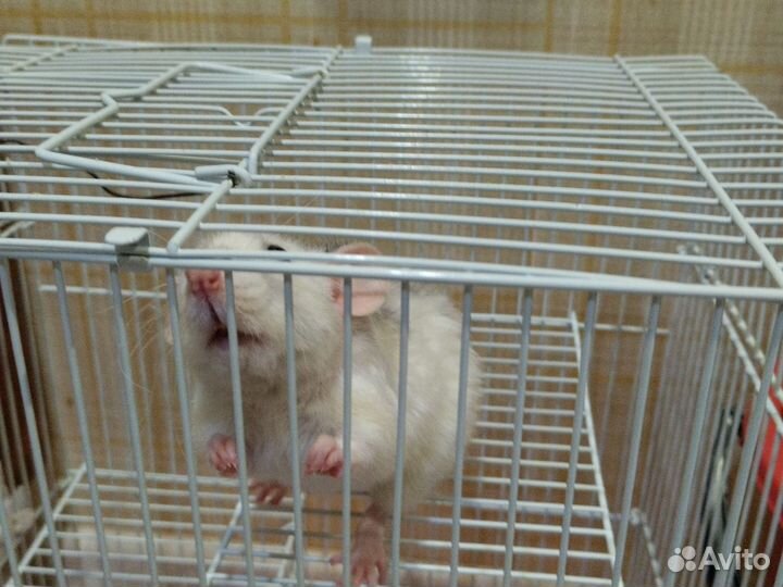 Крыса домашняя