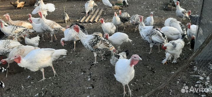 Индюки индюшки и индаути