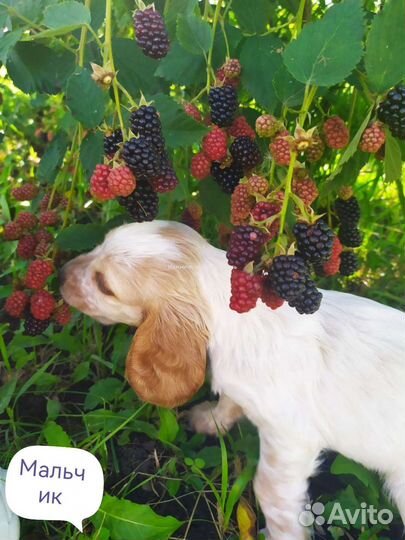 Щенки русского охотничего спаниеля