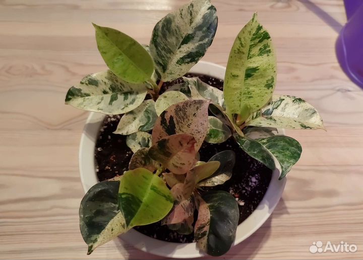 Фикусы, Кротоны Экселент, Мамми Еллоу