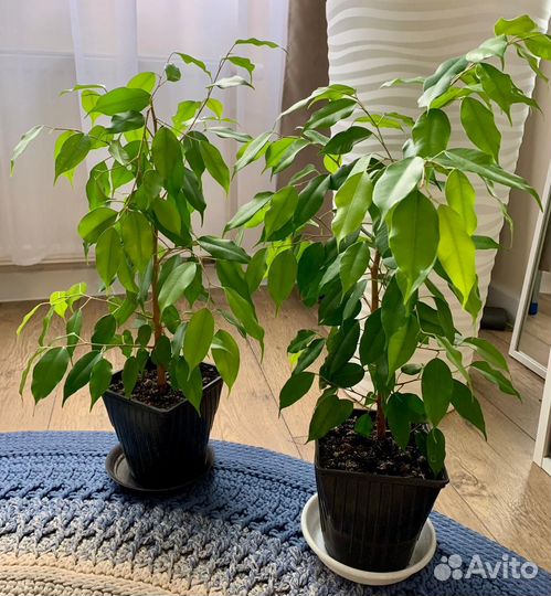Фикус бенджамина
