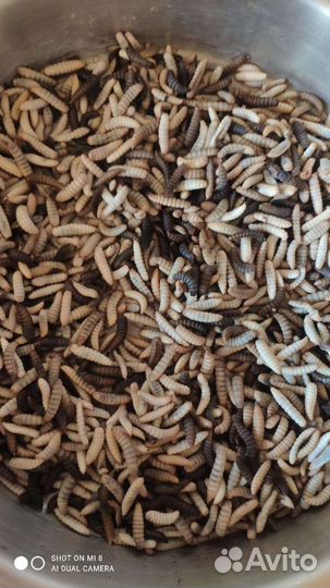 Натуральный корм для животных