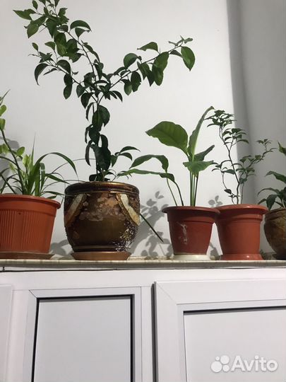 Замиокулькас