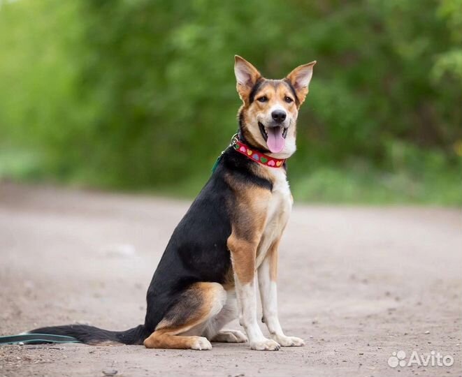 Собака мальчик