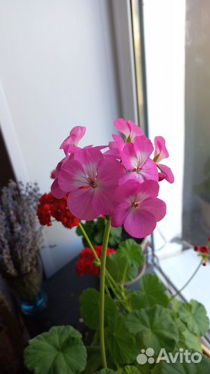 Пеларгония