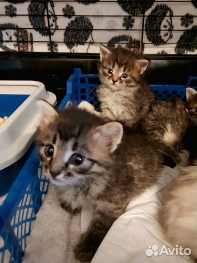 Котята в добрые руки