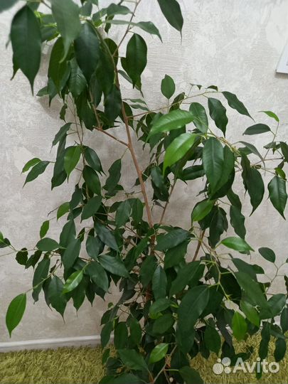 Бенджамина