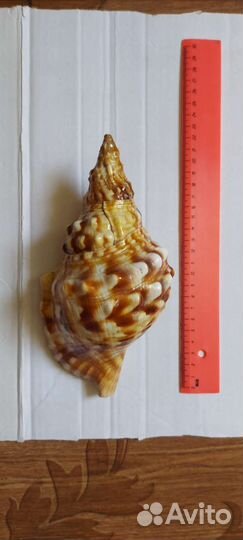 Морские ракушки раковины