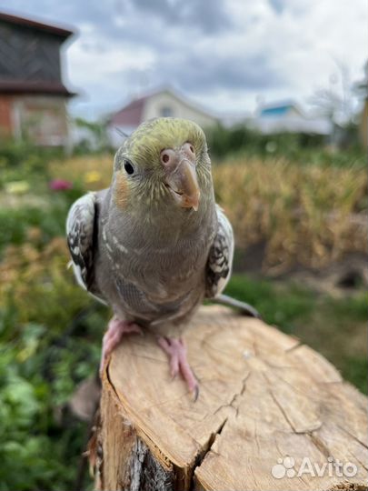 Попугай корелла