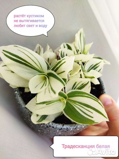 Набор традесканций