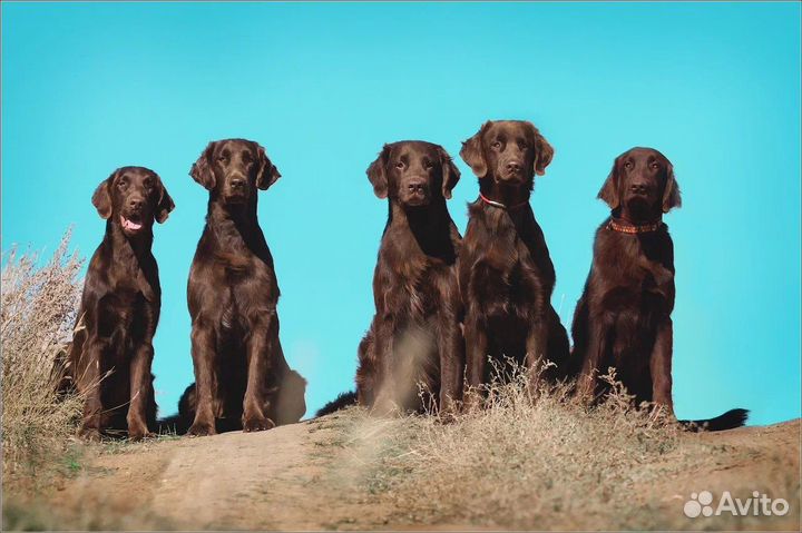 Прямошерстный ретривер (флэт)