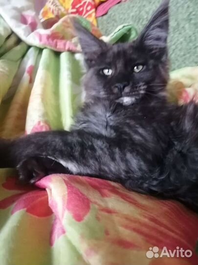 Котята мейн-кун