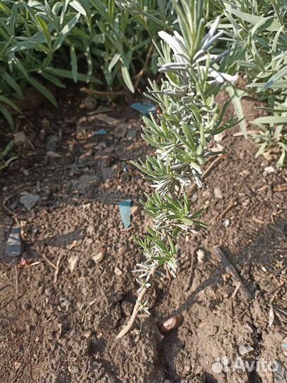 Лаванда узколистная