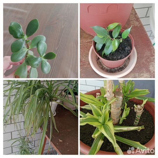 Цветы комнатные разные