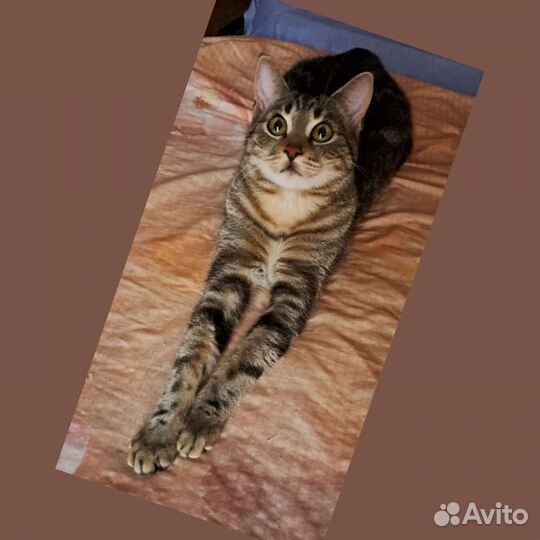 Кошка в дар