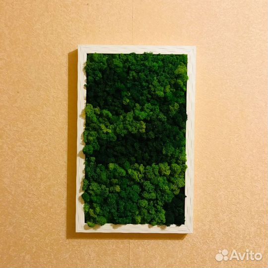 Мох стабилизированный оптом и в розницу