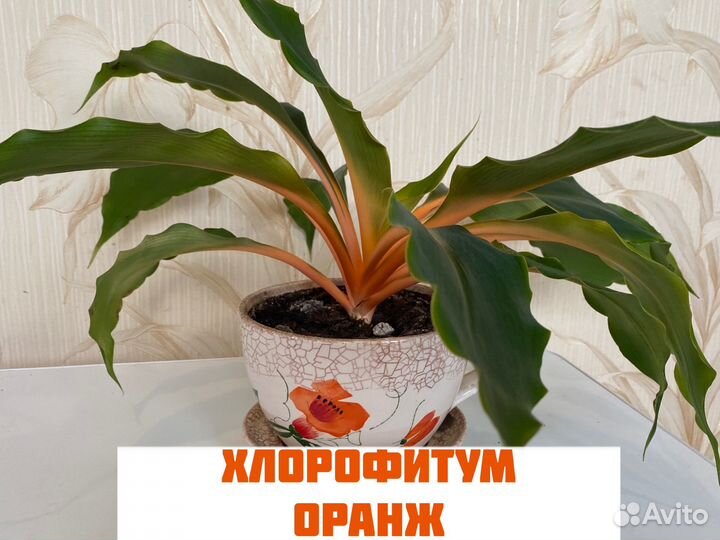 Хлорофитум оранж домашние цветы комнатное растение