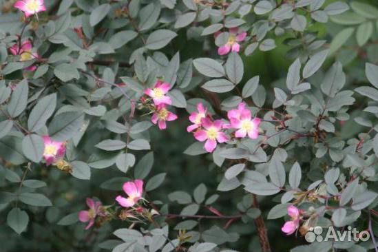 Шиповник Серебристый