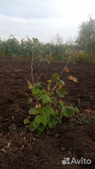 Саженцы орех трапезунд