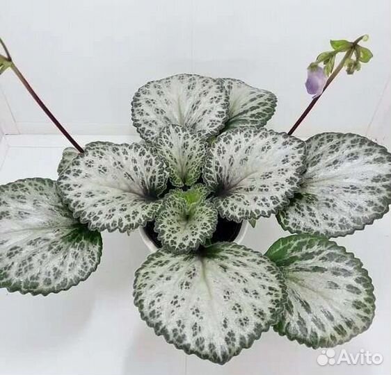 Хириты серебряные листья