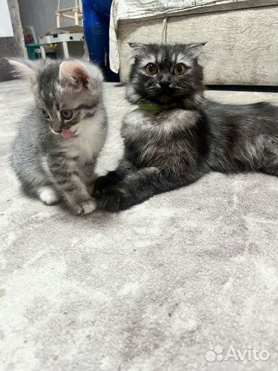 Котенок