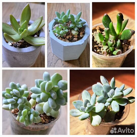 Суккуленты