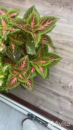 Колеусы вегетативные