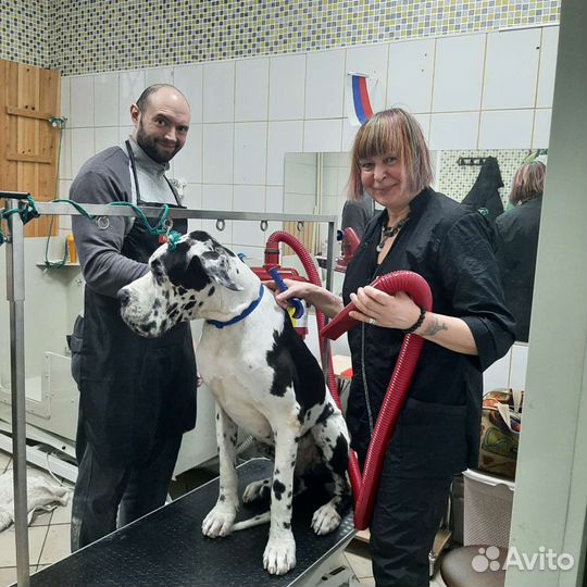 Стрижка собак кошек Грумминг