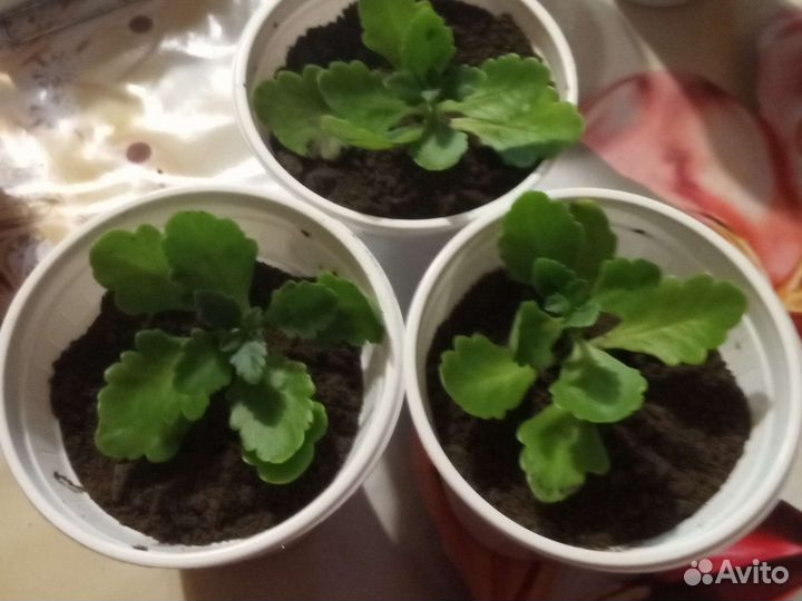 Каланхоэ жёлтый