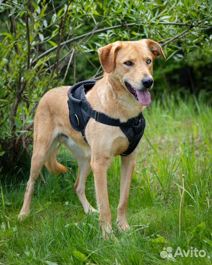 Молодой, дружелюбный пёс в добрые руки