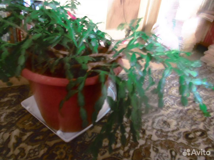 Продам цветы комнатные