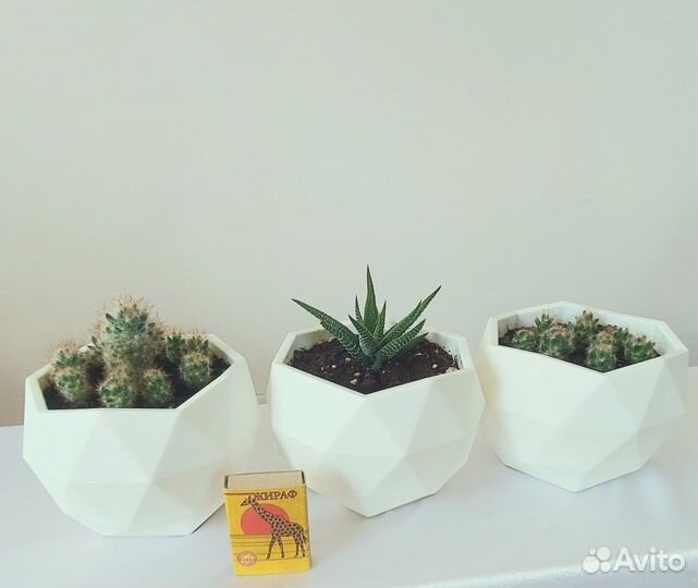 Фикус Старлайт Кактусы Комнатные растения и цветы