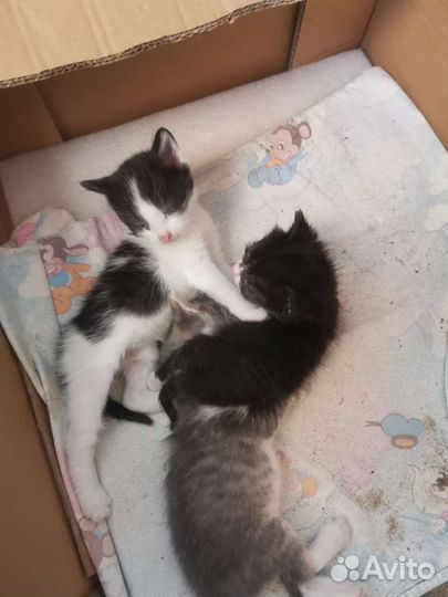 Котята могут остаться без зрения