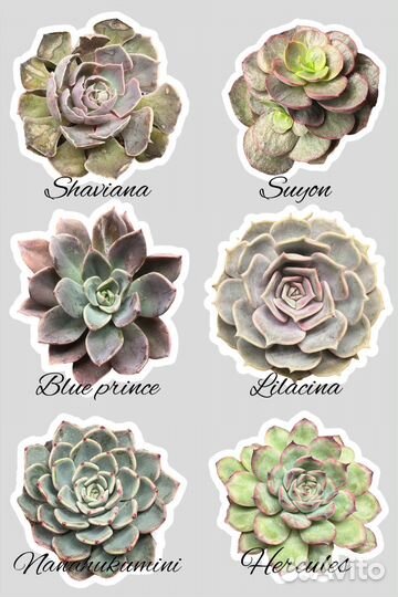 Суккуленты, эхеверии, гибриды