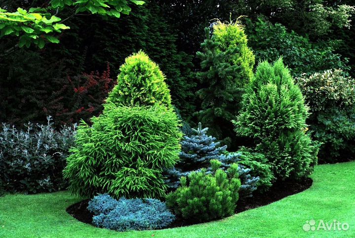 Туи из питомника