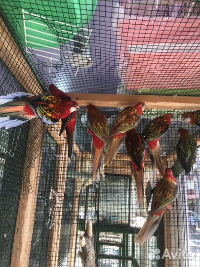 Попугай розелла