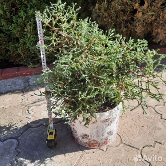 Хвойные растения