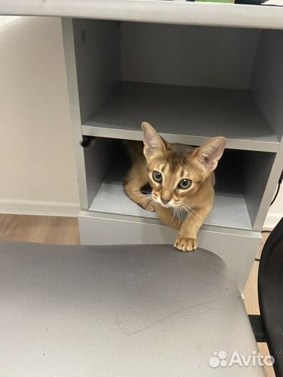 Обессинская кошка