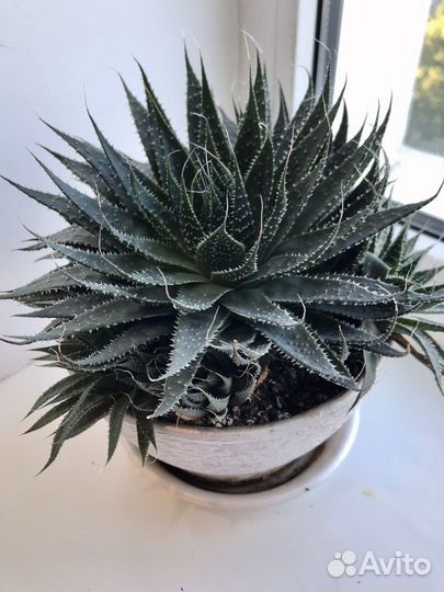 Алоэ остистое — суккулент