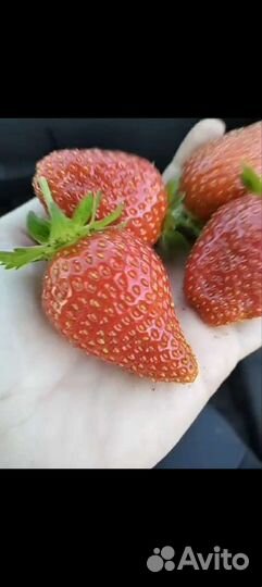 Саженцы Мурано зкс