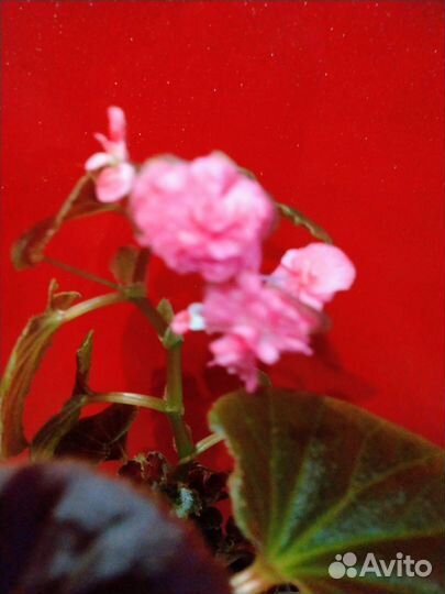 Бегония вечноцветущая махровая