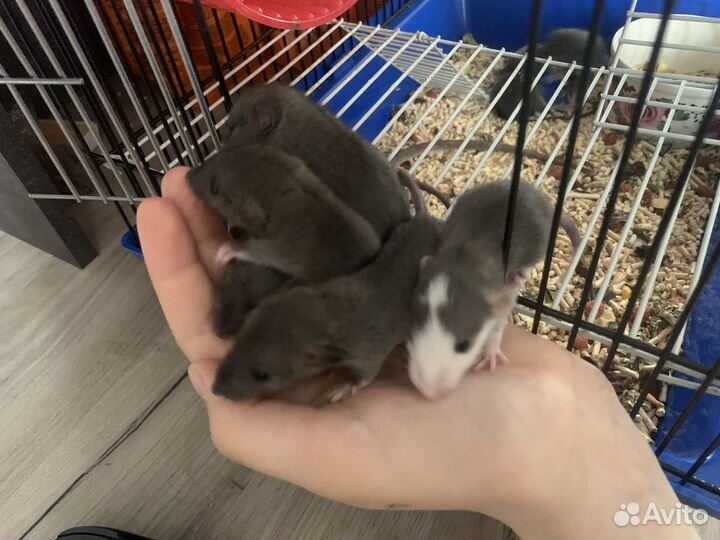 Крысята дамбо девочки и мальчики