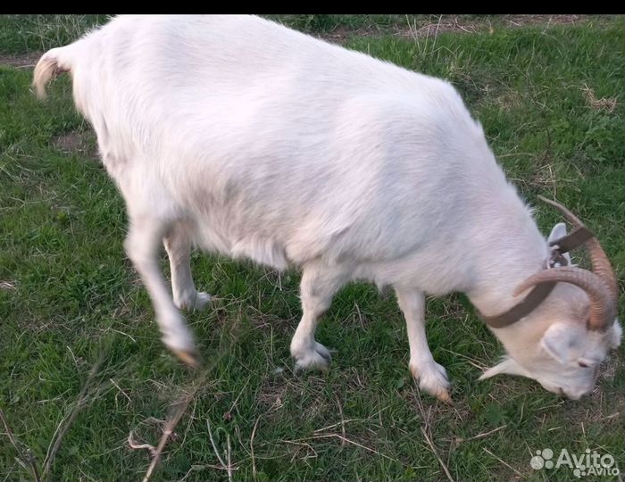Продам козье молоко