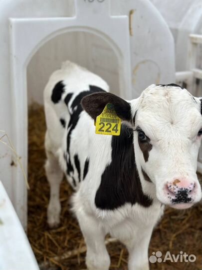 Телята и бычки для откорма