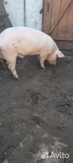 Услуги хряка