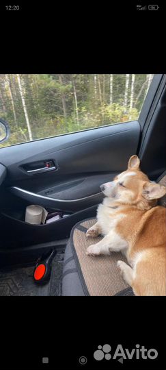 Собака корги