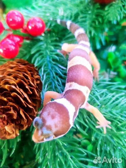 Ящерица эублефар