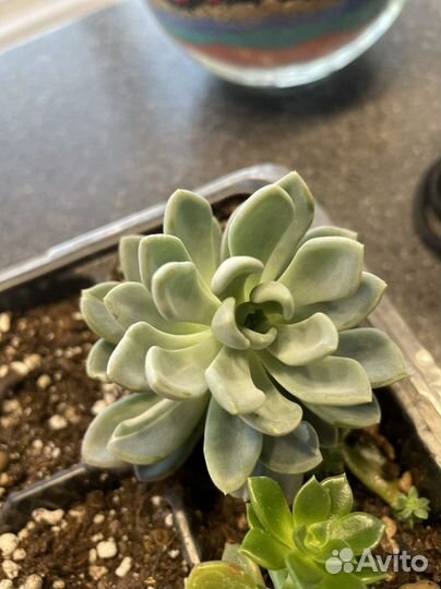 Цветы комнатные