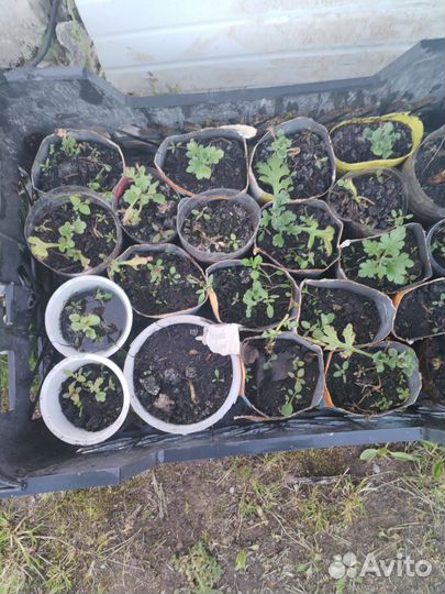 Хризантема