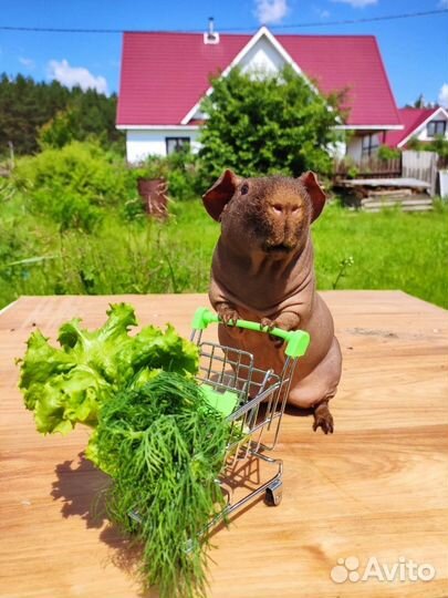 Мини бегемотики скинни